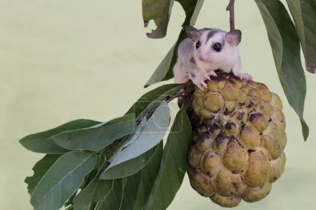 A young mosaic sugar glider eating a custard apple ripe on a tree. This mammal has the scientific name Petaurus breviceps.