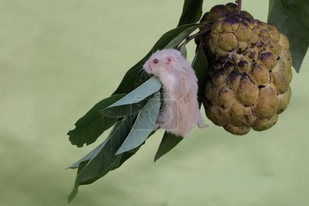 A Campbell dwarf hamster eating a ripe custard apple on a tree. This rodent has the scientific name Phodopus campbelli.