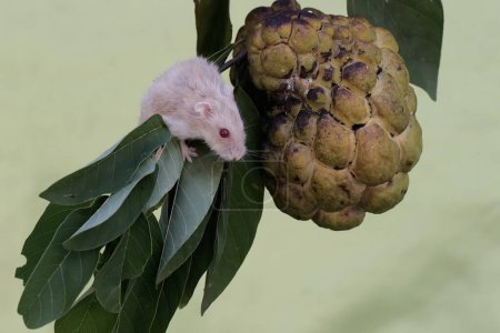 Téléchargez les photos : Un hamster nain Campbell mangeant une pomme à la crème mûre sur un arbre. Ce rongeur a le nom scientifique Phodopus campbelli. - en image libre de droit