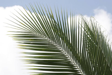 Green coconut tree leaves against a background of blue sky and white clouds. This plant has the scientific name Cocos nucifera.