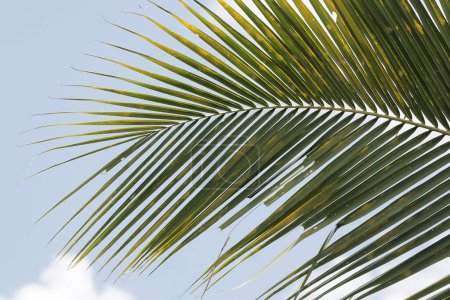 Green coconut tree leaves against a background of blue sky and white clouds. This plant has the scientific name Cocos nucifera.