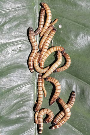 Foto de Colonia de gusanos de harina amarilla comiendo hojas de taro. Esta oruga tiene el nombre científico Tenebrio molitor. - Imagen libre de derechos
