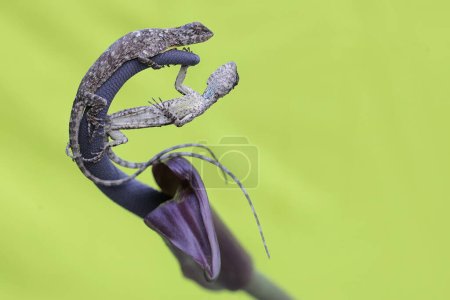 A pair of flying dragons getting ready to mate on anthurium flowers. This reptile has the scientific name Draco volans.