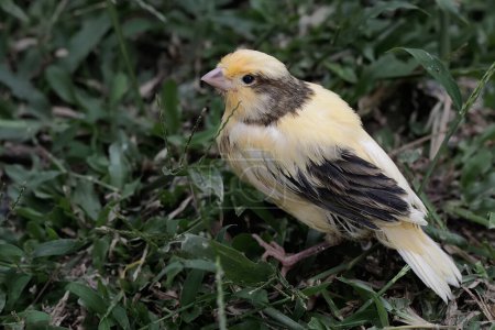 Foto de Un joven canario está buscando comida en el prado. Esta ave tiene el nombre científico Serinus canaria. - Imagen libre de derechos