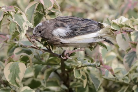 Foto de Un pájaro canario está buscando comida en una rama de un árbol de bougenville cubierto de flores. Esta ave tiene el nombre científico Serinus canaria. - Imagen libre de derechos