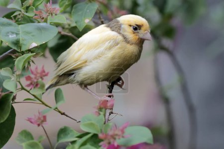 Photo for A canary bird is looking for food on a branch of a bougenville tree covered in flowers. This bird has the scientific name Serinus canaria. - Royalty Free Image