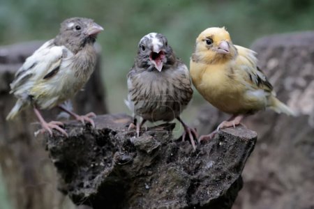 Foto de Tres jóvenes canarios descansando sobre un tronco de árbol seco. Esta ave tiene el nombre científico Serinus canaria. - Imagen libre de derechos