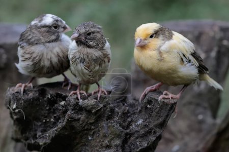 Photo for Three young canaries resting on a dry tree trunk. This bird has the scientific name Serinus canaria. - Royalty Free Image