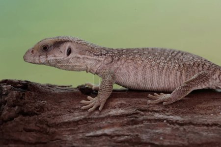 A savannah monitor is basking on a dry tree trunk before starting its daily activities. This reptile with its natural habitat on the African continent has the scientific name Varanus exanthematicus.