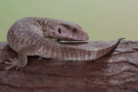 Un monitor de sabana está buscando presas en un tronco de árbol seco. Este reptil con su hábitat natural en el continente africano tiene el nombre científico Varanus exanthematicus.