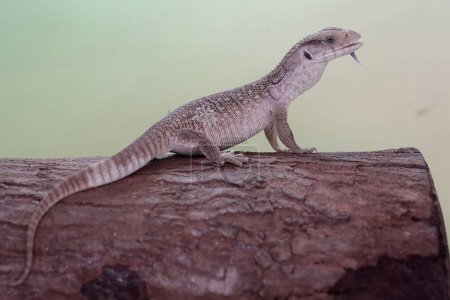 A savannah monitor is looking for prey in a dry tree trunk. This reptile with its natural habitat on the African continent has the scientific name Varanus exanthematicus.
