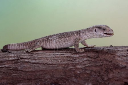 A savannah monitor is eating a cricket on a dry tree trunk. This reptile with its natural habitat on the African continent has the scientific name Varanus exanthematicus.