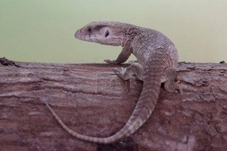 A savannah monitor is looking for prey in a dry tree trunk. This reptile with its natural habitat on the African continent has the scientific name Varanus exanthematicus.