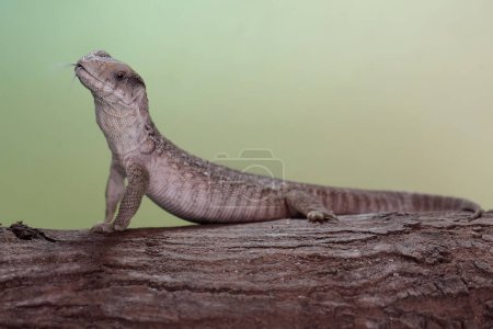 Ein Savannenwaran sucht in einem trockenen Baumstamm nach Beute. Dieses Reptil mit seinem natürlichen Lebensraum auf dem afrikanischen Kontinent trägt den wissenschaftlichen Namen Varanus exanthematicus.