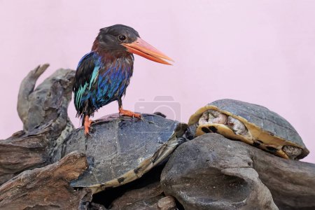 A Javan kingfisher sunbathing with two turtles on a dry tree trunk. This predatory bird has the scientific name Halcyon cyaniventris.