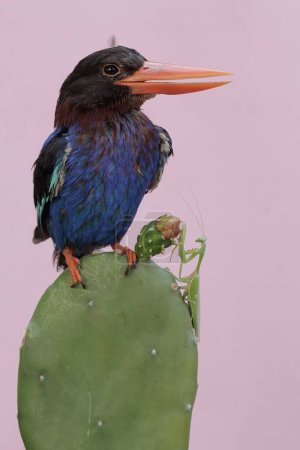 A Javan kingfisher hunts small insect on a cactus tree. This predatory bird has the scientific name Halcyon cyanoventris.