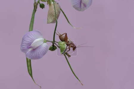 Foto de Un grillo de campo está comiendo flores de guisantes silvestres. Este insecto tiene el nombre científico Gryllus campestris. - Imagen libre de derechos