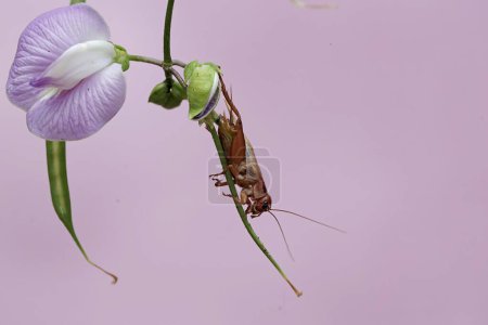 Foto de Un grillo de campo está comiendo flores de guisantes silvestres. Este insecto tiene el nombre científico Gryllus campestris. - Imagen libre de derechos