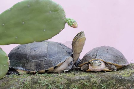 Foto de Dos tortugas de caja Amboina o tortugas de caja del sudeste asiático están buscando comida en una roca cubierta de musgo. Este reptil bombardeado tiene el nombre científico Coura amboinensis. - Imagen libre de derechos