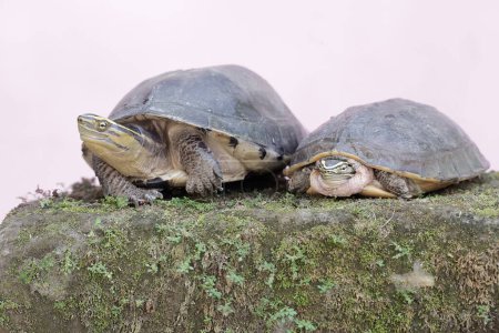 Two Amboina box turtles or Southeast Asian box turtles are looking for food on a rock overgrown with moss. This shelled reptile has the scientific name Coura amboinensis.