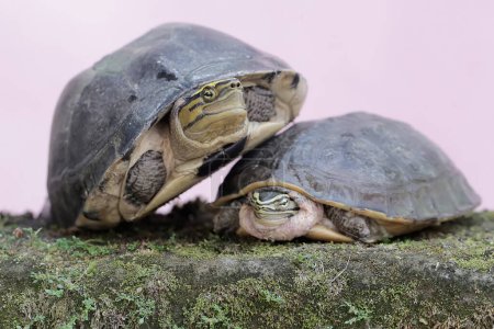Two Amboina box turtles or Southeast Asian box turtles are looking for food on a rock overgrown with moss. This shelled reptile has the scientific name Coura amboinensis.