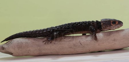 Téléchargez les photos : Un scinque crocodile prend un bain de soleil sur un tronc d'arbre sec. Ce reptile porte le nom scientifique de Tribolonotus gracilis. - en image libre de droit