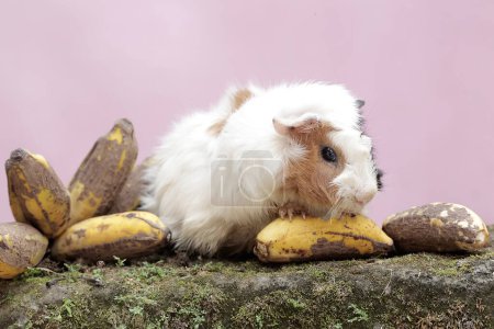 Una guinea hembra adulta comiendo un plátano que ha caído al suelo. Este mamífero roedor tiene el nombre científico Cavia porcellus.