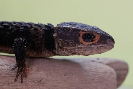 A crocodile skink is sunbathing on a dry tree trunk. This reptile has the scientific name Tribolonotus gracilis.