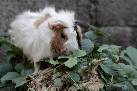 Una guinea hembra adulta está buscando comida en el prado. Este mamífero roedor tiene el nombre científico Cavia porcellus.