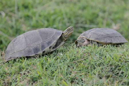 Two Amboina box turtles or Southeast Asian box turtles are looking for food in the grasslands. This shelled reptile has the scientific name Coura amboinensis.