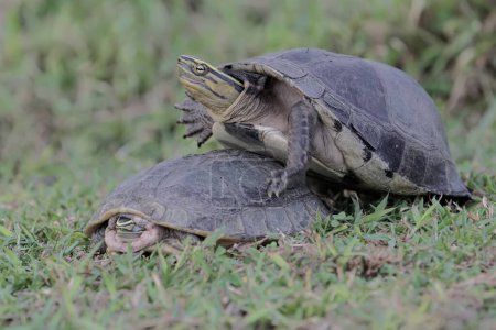 Two Amboina box turtles or Southeast Asian box turtles are looking for food in the grasslands. This shelled reptile has the scientific name Coura amboinensis.