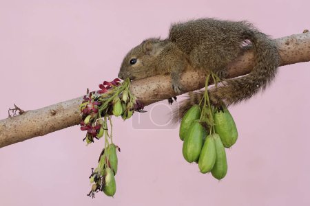 Ein junges Spitzwegerich-Eichhörnchen frisst Bilimbi-Früchte. Dieses Nagetier trägt den wissenschaftlichen Namen Callosciurus notatus.
