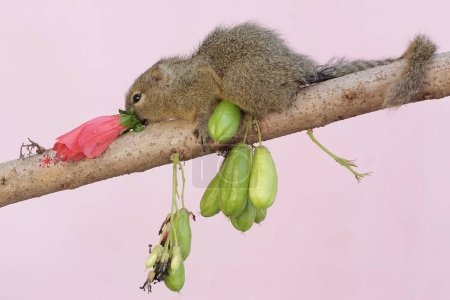 Ein junges Spitzwegerich-Eichhörnchen frisst Hibiskusblüten. Dieses Nagetier trägt den wissenschaftlichen Namen Callosciurus notatus.
