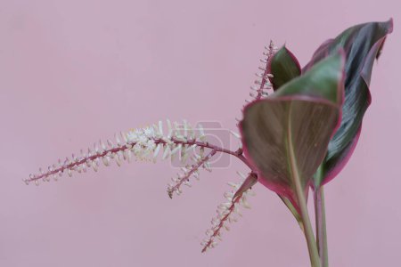 Die Schönheit der Kohlpalmenblüte, die weiß mit rosa Abstufungen ist. Diese Pflanze trägt den wissenschaftlichen Namen Cordyline fruticosa.