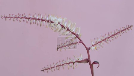 The beauty of the cabbage palm flower which is white with pink gradations. This plant has the scientific name Cordyline fruticosa.