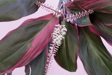 La belleza de la flor de la palma de col que es blanco con gradaciones rosadas. Esta planta tiene el nombre científico Cordyline fruticosa.