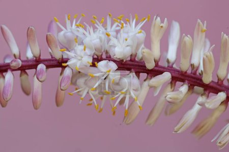 Die Schönheit der Kohlpalmenblüte, die weiß mit rosa Abstufungen ist. Diese Pflanze trägt den wissenschaftlichen Namen Cordyline fruticosa.