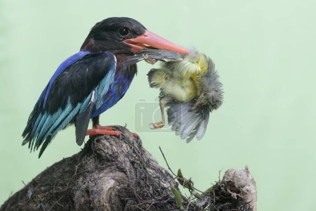 A Javan kingfisher is eating a small bird on a weathered tree trunk. This predatory bird has the scientific name Halcyon cyanoventris.