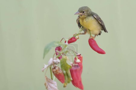 A young brown-throated sunbird foraging for food on a branch of a chili plant. This little bird has the scientific name Anthreptes malacensis.