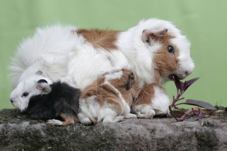 Una conejita de indias adulta está amamantando a sus bebés recién nacidos. Este mamífero roedor tiene el nombre científico Cavia porcellus.
