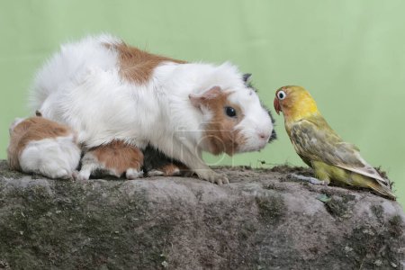 Una conejita de indias adulta con sus bebés conoció a un pajarito en un tronco de árbol envejecido. Este mamífero roedor tiene el nombre científico Cavia porcellus.