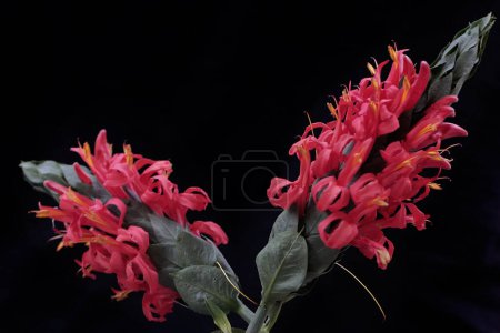 The beauty of the cardinals guard flower when it blooms perfectly with a bright red color. This plant has the scientific name Pachystachys coccinea.