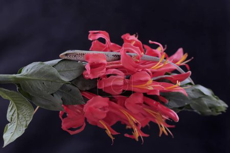Un scinque bordée de jaune est à la recherche de proies dans un buisson. Ce reptile porte le nom scientifique de Sphénomorphus sanctus.