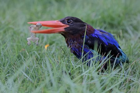 A Javan kingfisher is eating a lizard in the bushes. This predatory bird has the scientific name Halcyon cyanoventris.