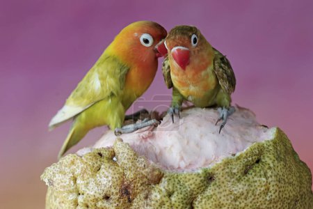 Foto de Un par de tortolitos se posan sobre Pomelo. Esta ave que se utiliza como símbolo del amor verdadero tiene el nombre científico Agapornis fischeri. - Imagen libre de derechos