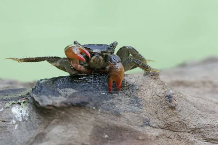 Téléchargez les photos : Un crabe fantôme de Kuhl est à la recherche de nourriture dans le bois altéré sur la plage. Ce crabe a le nom scientifique Ocypode kuhlii. - en image libre de droit