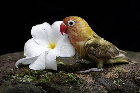 Un tortolito comiendo flores de frangipani. Esta ave que se utiliza como símbolo del amor verdadero tiene el nombre científico Agapornis fischeri.
