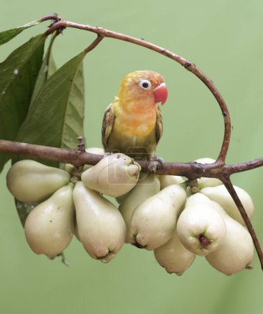 Foto de Un tortolito comiendo manzanas jóvenes malayas rosadas. Esta ave que se utiliza como símbolo del amor verdadero tiene el nombre científico Agapornis fischeri. - Imagen libre de derechos