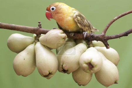 Foto de Un tortolito comiendo manzanas jóvenes malayas rosadas. Esta ave que se utiliza como símbolo del amor verdadero tiene el nombre científico Agapornis fischeri. - Imagen libre de derechos