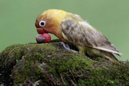 Foto de Un tortolito comiendo fruta de plantas silvestres que cae al suelo. Esta ave que se utiliza como símbolo del amor verdadero tiene el nombre científico Agapornis fischeri. - Imagen libre de derechos